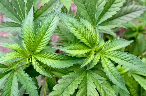 Ein Jugendlicher hat seine Mutter bei der Polizei verpfiffen, weil diese im Garten Cannabis angebaut hatte. Foto: dpa-Zentralbild
