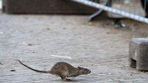 Hat das Hochwasser Ratten in die Stadt gespült?