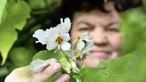 Die zimmerhohe Kübelpflanze entwickelt cremefarbene Blüten Foto: dpa