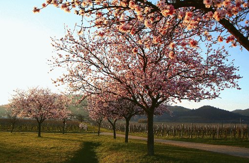 Wenn die Mandelbäume blühen, ist Frühling an der Deutschen Weinstraße.  Foto: Tourismusverband Neustadt an der weinstrasse