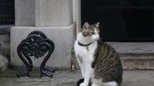 Kater Larry darf in Downing Street bleiben