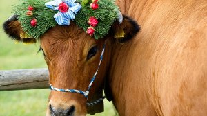 Eine geschmückte Kuh wartet auf den traditionellen Almabtrieb. In unserer Bildergalerie erfahren Sie mehr über diesen und andere Bräuche an Erntedank. Klicken Sie sich durch. Foto: dpa