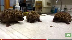 Diese drei kleinen Baby-Igel haben sich erkältet. Foto: Screenshot Youtube-Video/Wildlife Aid