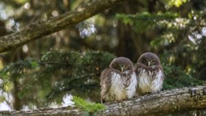 Die Natur in Baden-Württemberg ist weiterhin massiv bedroht – diese Sperlingskäuze im Nationalpark Schwarzwald haben immerhin ihr Refugium gefunden. Foto: Nationalpark/Arne Kolb