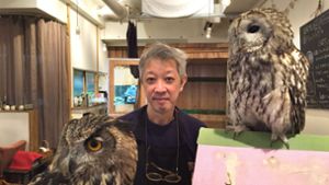 Das Eulen-Café in Tokio findet regen Zuspruch der Tierfreunde. Foto: dpa