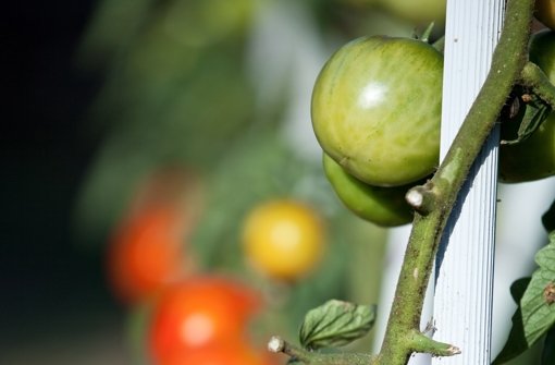 Grüne Tomaten reifen im Freien jetzt kaum  mehr Foto: Thiery RYO / Fotolia