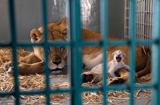 In Jordanien hat eine aus einem syrischen Zoo gerettete Löwin ein Junges zur Welt gebracht. Foto:  