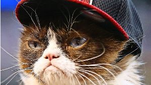 Sieht immer so gut gelaunt aus: Die Katze Grumpy Cat in ihrem Element.  Foto: AFP