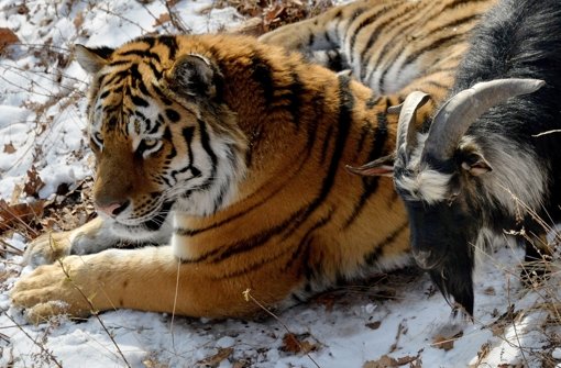 Tiger Amur überlässt Ziegenbock Timur zurzeit seinen überdachten Schlafplatz. Foto: dpa