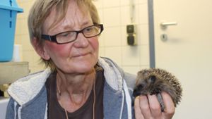 Antje Päglow, Leiterin der Tierheims Filderstadt, mit einem Babyigel Foto: Caroline Holowiecki