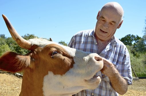 Der als „Rinderflüsterer“ bekannt gewordene Landwirt Hermann Maier weigert sich aus Tierschutzgründen seit Jahren, seinen 270 Rindern die Ohrmarken einzustechen und immer wieder zu ersetzen. Stattdessen spritzt er ihnen den Mikrochip einmalig unter die Haut. Foto: Krause