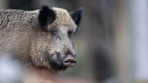 Bei einem in  Brandenburg tot gefundenem Wildschwein ist die Afrikanische Schweinepest entdeckt worden. Foto: dpa/Lino Mirgeler