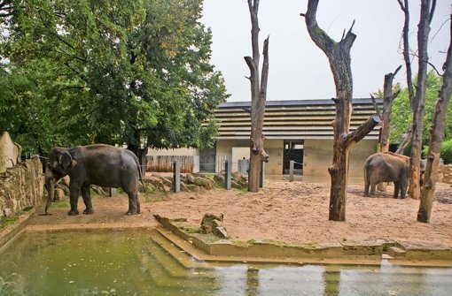 Das Zuhause der Wilhelma-Elefanten Pama und Zella entspricht schon lange nicht mehr heutigen Standards für die Elefantenhaltung in Zoos Foto: Max Kovalenko