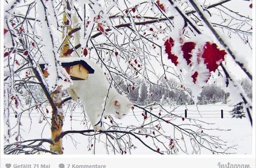 Manche Katzen erweisen sich als echte Fotomodels im Schnee. Foto: Screenshot Instagram / smudge.cat