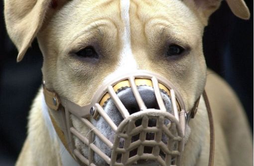 Anders als dieser American Staffordshire Terrier, trugen die Hunde in Leimen keinen Maulkorb. Foto: dpa/