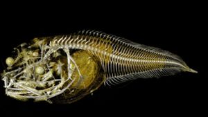In einer der tiefsten Regionen des Pazifik haben Forscher drei bislang unbekannte Arten von Tiefseefischen entdeckt. Foto: Trustees of the Natural History