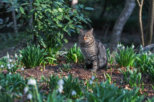 Katzen im eigenen Garten können lästig sein. Was wirklich gegen die Tiere hilft, erfahren Sie hier.