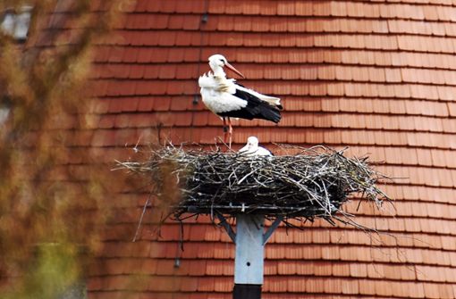Brüten jetzt im Nest am Storchenturm: Leon und Heidi. Foto: Anette Frühauf