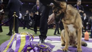 Sie ist nun offiziell der schönste Hund der Welt: die deutsche Schäferhündin Rumor, was zu Deutsch  Gerücht bedeutet. Foto: AP