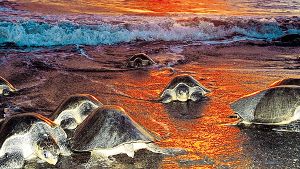 Zur Eiablage kommen die Meeresschildkröten an den Strand. Die freiwilligen Helfer der Schildkrötenaufzuchtstation umsorgen dann den Nachwuchs.  Foto: Juniors Bildarchiv