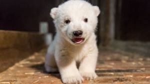 Das kleine Eisbärenbaby im Berliner Zoo ist bis jetzt noch namenlos. Foto: Tierpark Berlin/dpa