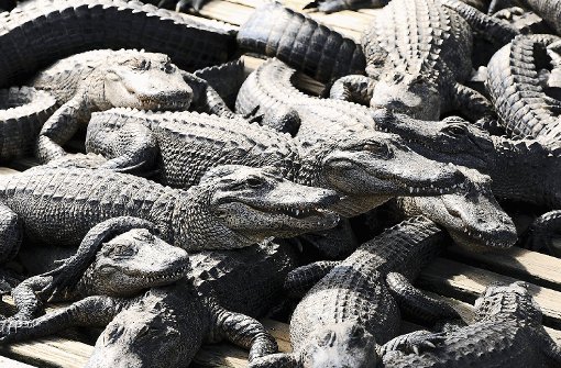 Nur kein Stress: In einem Aufzuchtbecken von Gatorland stapeln sich die jungen Alligatoren in der Sonne. Foto: Simon Rilling