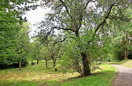 Im Park in den Talwiesen in Zuffenhausen stehen unter anderem Holundersträucher, Apfel- und Birnbäume sowie Brombeeren  entlang des Feuerbachs. Foto: Marta Popowska