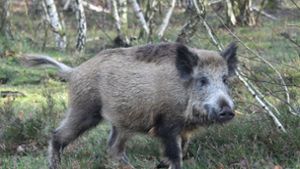 Aggressives Wildschwein verletzt Mann und Kleinkind
