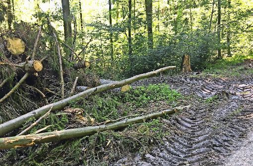 Im Weidach- und Zettachwald mussten wegen Borkenkäferbefalls zahlreiche Bäume abgeholzt werden. Foto: z/privat