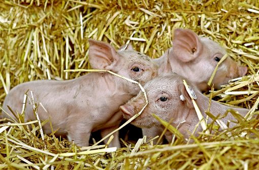 Schweine sind bereits im sehr jungen Alter verhältnismäßig intelligente Tiere. Foto: dpa
