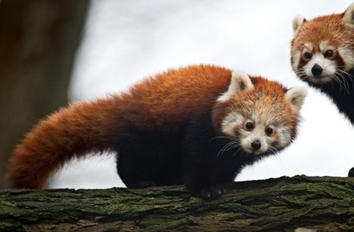 In unserer Bildergalerie zeigen wir Ihnen, welche Tiere außer dem Panda vom Aussterben bedroht sind. Klicken Sie sich durch. Foto: dpa-Zentralbild