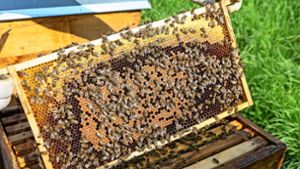 Wenn die Bienen an andere Orte transportiert werden, haben sie Stress. Roland Bröckel achtet darauf, dass die Fahrten kurz sind. Roland Bröckel ist der Vorsitzende des Bienenzüchtervereins Marbach. Foto: Oliver Bürkle