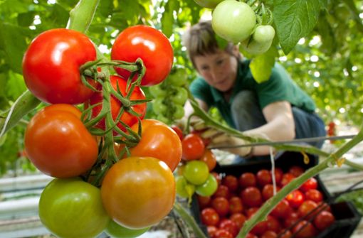 Für die richtige Konsistenz des Chutneys sollten die Tomaten nicht zu reif, sondern besser fest sein. Foto: dpa