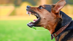 Der Angriff eines Hundes  ist eine Horrorvorstellung –  wann wird die Angst davor krankhaft? Foto: Adobe Stock/Artman