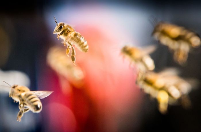 Daten und Fakten: Wissenswertes zur Honigbiene