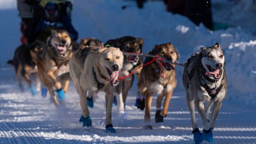 Die Hunde des Teams von Riley Dyche beim Start des Iditarod-Hundeschlittenrennens in Anchorage. Foto: Loren Holmes/Anchorage Daily News via AP/dpa