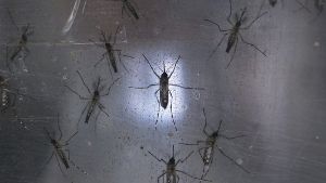 Erste Zika-Fälle in Dänemark und Costa Rica