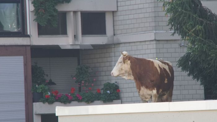 In Maichingen steht eine Kuh auf dem Dach