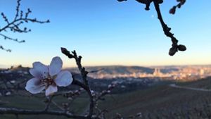 Winter ade: Auf dem Kappelberg standen bereits Ende Januar die Mandelbäume in Blüte. Foto: Aldinger