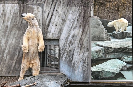 Eisbär Felix wirft sich für seine Angebetete Corinna in Pose Foto: Wilhelma