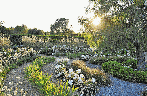 Einen hübschen Kontrast bilden die weißen Rosen zum Grün der anderen Pflanzen im Garten von Helene Lindgens. Foto: Cyrus Saedi