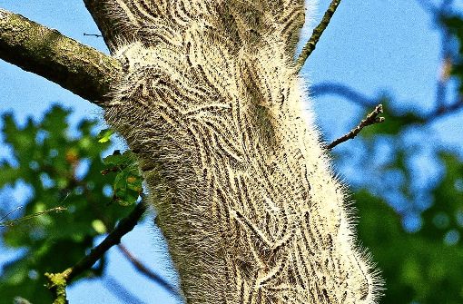 Der Eichenprozessionsspinner hat seinen Namen daher, dass seine Raupen hintereinander die Stämme und Äste hinauf kriechen. Foto: dpa