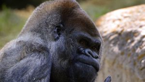 Gorilla Ozzie wurde 61 Jahre alt. Foto: dpa/Erik S. Lesser
