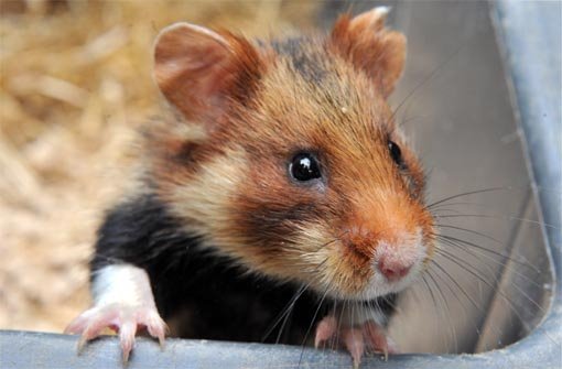 Es heißt: Aufstocken! Die Bundesregierung ruft zu Hamsterkäufen auf. Foto: dpa
