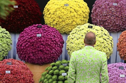 Im Londoner Nobelstadtteil Chelsea pilgern bis Samstag Tausende Blumenfans zur prestigeträchtigsten Gartenmesse der Welt Foto: Getty