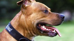 In Backnang hat ein Pitbull-Terrier einen anderen Hund angegriffen (Symbolbild). Foto: AP/STR