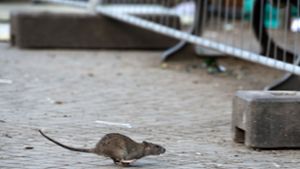Ratten tauchen derzeit vermehrt in Schorndorf auf (Symbolbild). Foto: dpa/Bernd von Jutrczenka