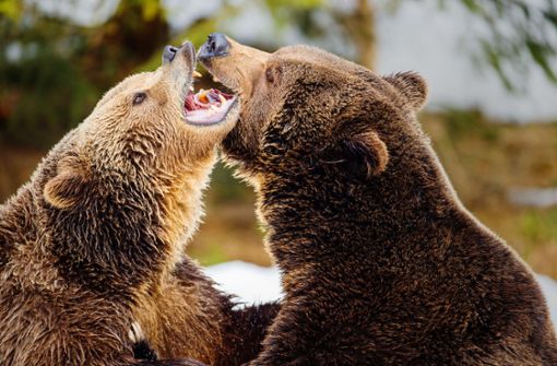 In der Schweiz wurden zuletzt immer wieder  Bären gesichtet Foto: dpa