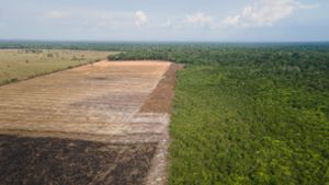 Das Luftbild zeigt eine verbrannte und abgeholzte Fläche im brasilianischen Amazonas-Gebiet. Foto: Fernando Souza/Zuma Press/dpa