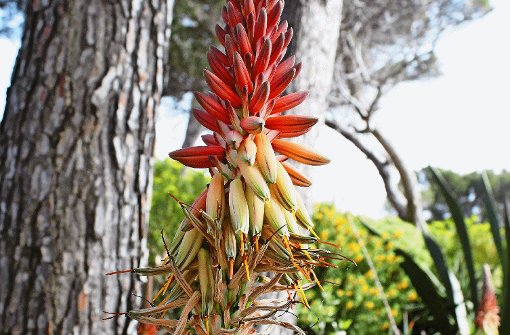 Exoten in der herrschaftlichen Villa Eilenroc auf dem Cap d’Antibes. Foto: Bisping